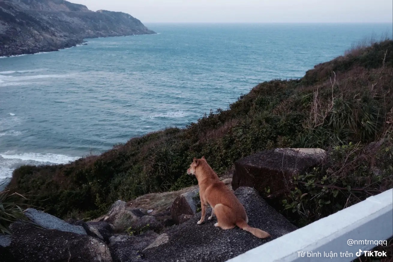 Ch&uacute; ch&oacute; v&agrave;ng hot nhất Việt Nam l&uacute;c n&agrave;y!- Ảnh 3.