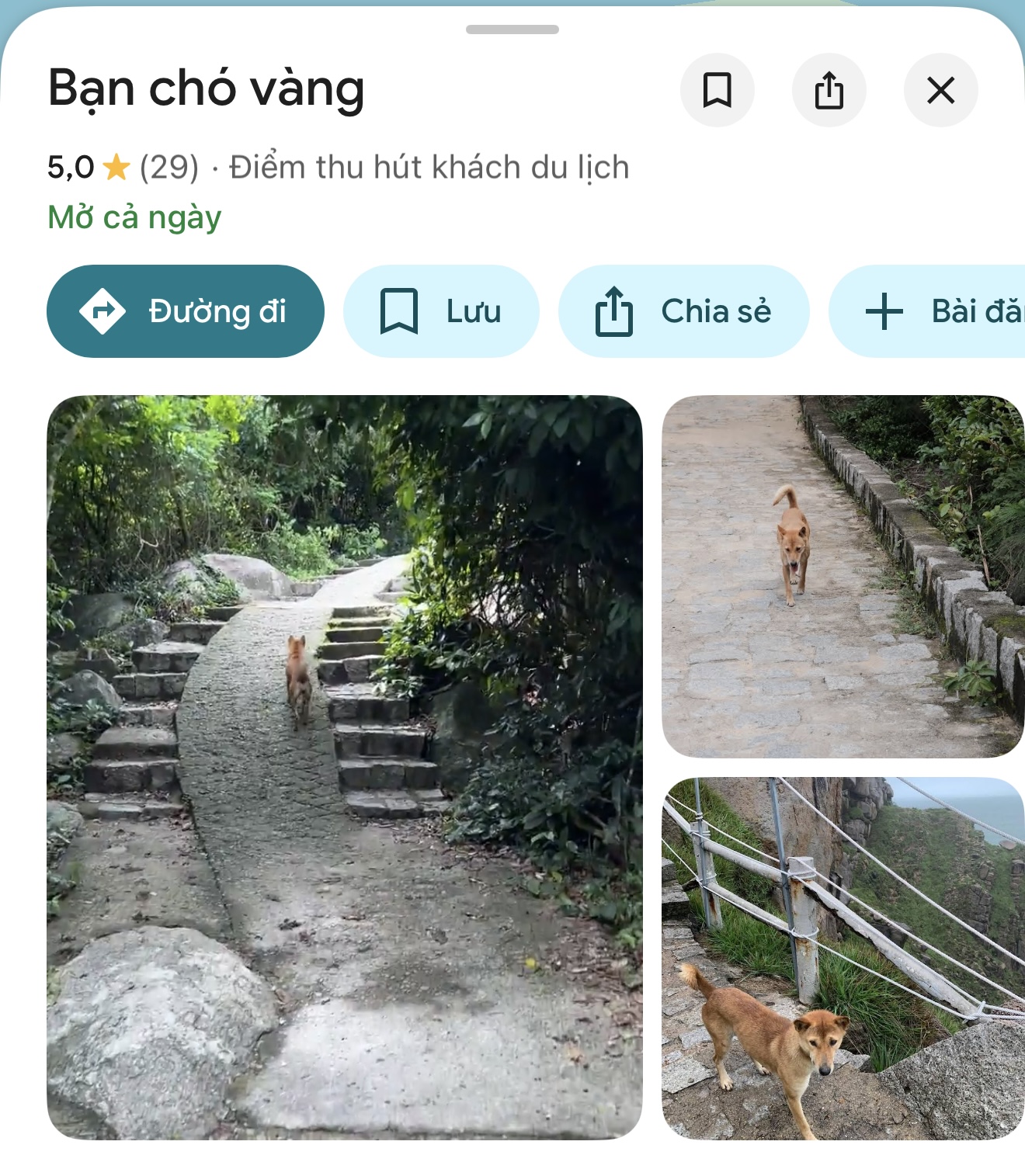 Ch&uacute; ch&oacute; v&agrave;ng hot nhất Việt Nam l&uacute;c n&agrave;y!- Ảnh 4.