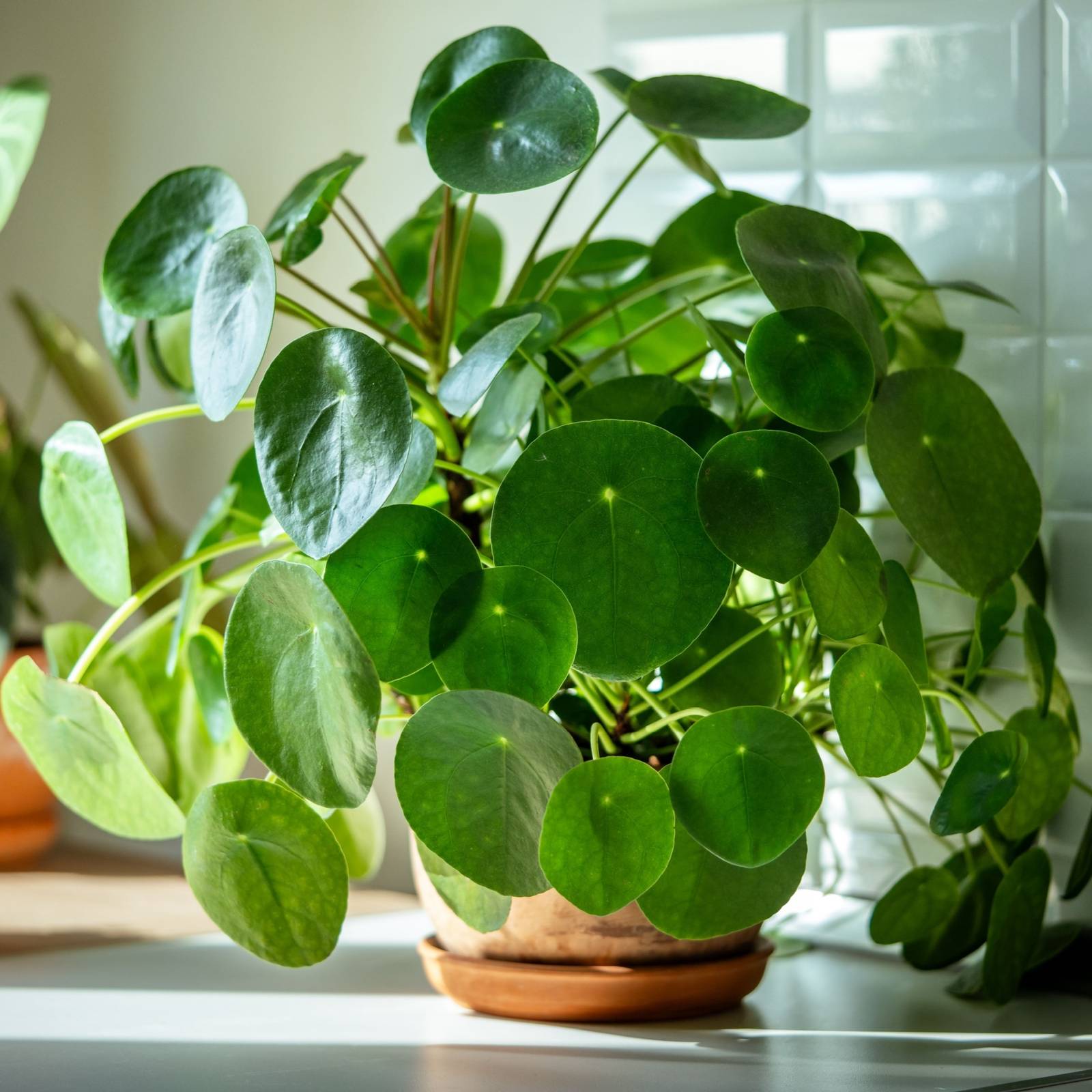 8 loại c&acirc;y "rước" t&agrave;i lộc, may mắn đến nh&agrave; v&agrave;o năm 2026- Ảnh 6.