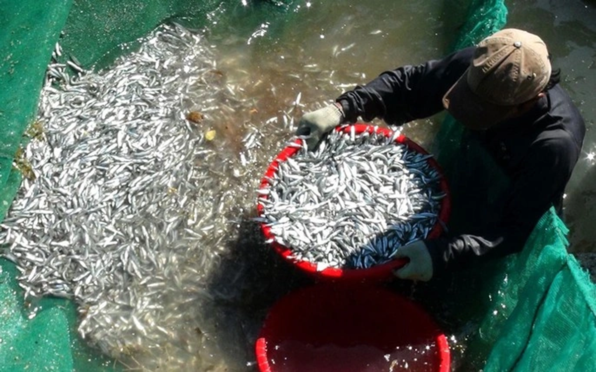 Loại c&aacute; "nh&agrave; ngh&egrave;o" lại l&agrave; kho thuốc qu&yacute; với cơ thể, chợ Việt b&aacute;n rẻ như cho- Ảnh 2.