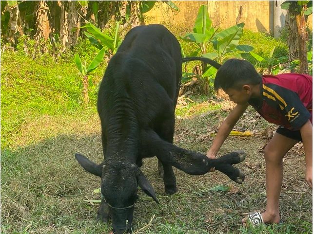 Một con bò ở Thanh Hoá được trả 900 triệu, nhưng chủ quyết không bán: Đặc điểm khác thường gây tò mò