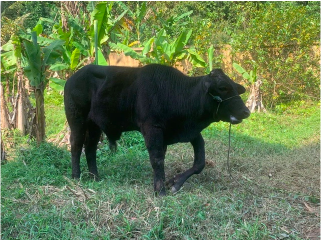 Một con b&ograve; ở Thanh Ho&aacute; được trả 900 triệu, nhưng chủ quyết kh&ocirc;ng b&aacute;n: Đặc điểm kh&aacute;c thường g&acirc;y t&ograve; m&ograve;- Ảnh 2.