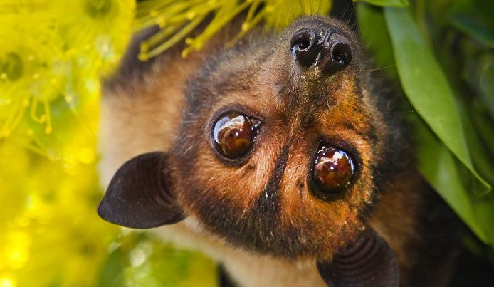 Kh&ocirc;ng c&oacute; vaccine, tỉ lệ tử vong tới 75%, c&oacute; thể kh&ocirc;ng triệu chứng: B&aacute;c sĩ giải th&iacute;ch v&igrave; sao dịch virus Nipah cần ph&ograve;ng tr&aacute;nh ngay từ đầu?- Ảnh 1.