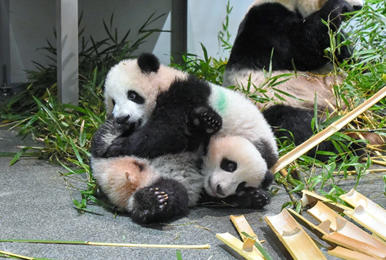 Buồn của Nhật Bản: 100.000 người đăng k&yacute; đến chia tay cặp gấu tr&uacute;c song sinh về Trung Quốc, đ&aacute;nh dấu ng&agrave;y kh&ocirc;ng c&ograve;n con gấu tr&uacute;c n&agrave;o tr&ecirc;n l&atilde;nh thổ- Ảnh 3.