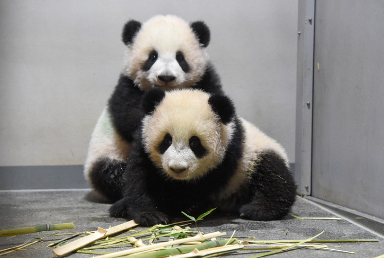 Buồn của Nhật Bản: 100.000 người đăng k&yacute; đến chia tay cặp gấu tr&uacute;c song sinh về Trung Quốc, đ&aacute;nh dấu ng&agrave;y kh&ocirc;ng c&ograve;n con gấu tr&uacute;c n&agrave;o tr&ecirc;n l&atilde;nh thổ- Ảnh 5.