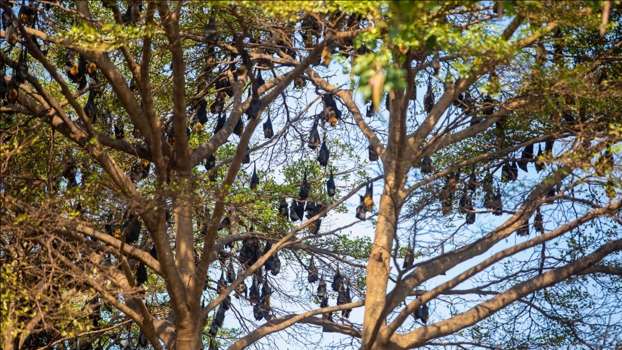 H&agrave;ng ngh&igrave;n sinh vật đu k&iacute;n ngọn c&acirc;y ở khu d&acirc;n cư suốt ng&agrave;y đ&ecirc;m, người d&acirc;n thấp thỏm v&igrave; 1 nguy cơ tiềm ẩn- Ảnh 2.