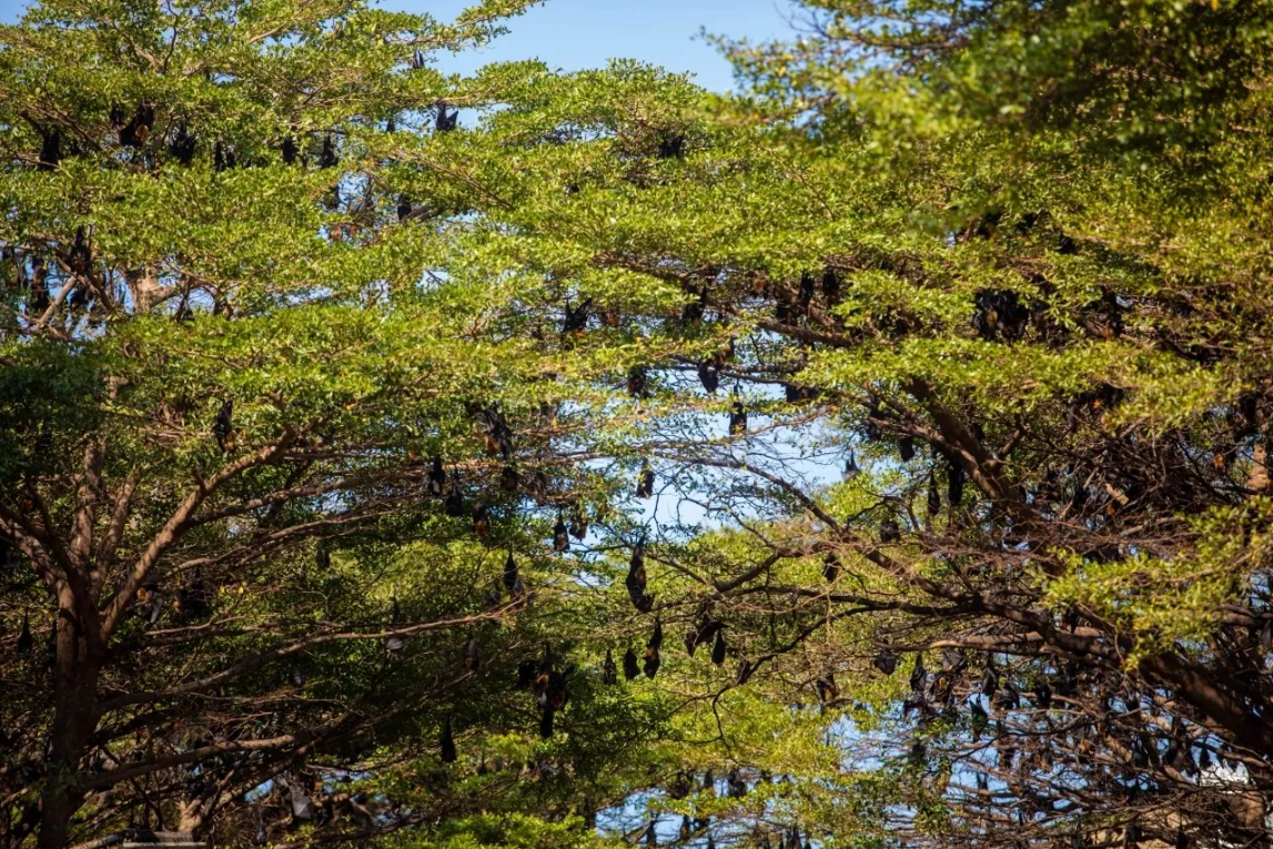 H&agrave;ng ngh&igrave;n sinh vật đu k&iacute;n ngọn c&acirc;y ở khu d&acirc;n cư suốt ng&agrave;y đ&ecirc;m, người d&acirc;n thấp thỏm v&igrave; 1 nguy cơ tiềm ẩn- Ảnh 1.