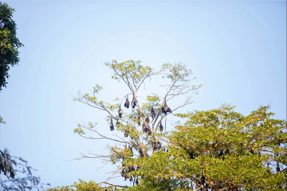 H&agrave;ng ngh&igrave;n sinh vật đu k&iacute;n ngọn c&acirc;y ở khu d&acirc;n cư suốt ng&agrave;y đ&ecirc;m, người d&acirc;n thấp thỏm v&igrave; 1 nguy cơ tiềm ẩn- Ảnh 3.