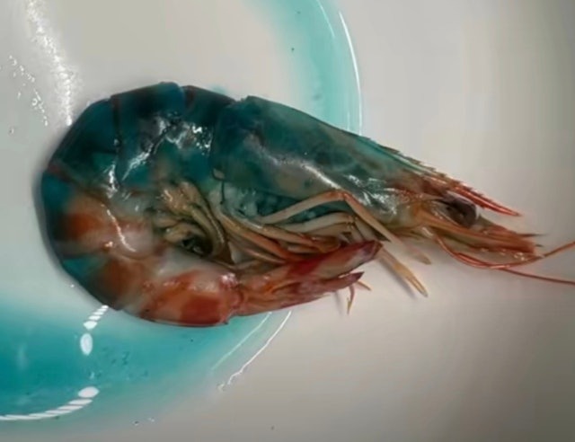 T&ocirc;m nấu ch&iacute;n chuyển sang m&agrave;u xanh, b&agrave; nội trợ sợ h&atilde;i kh&ocirc;ng d&aacute;m ăn- Ảnh 1.