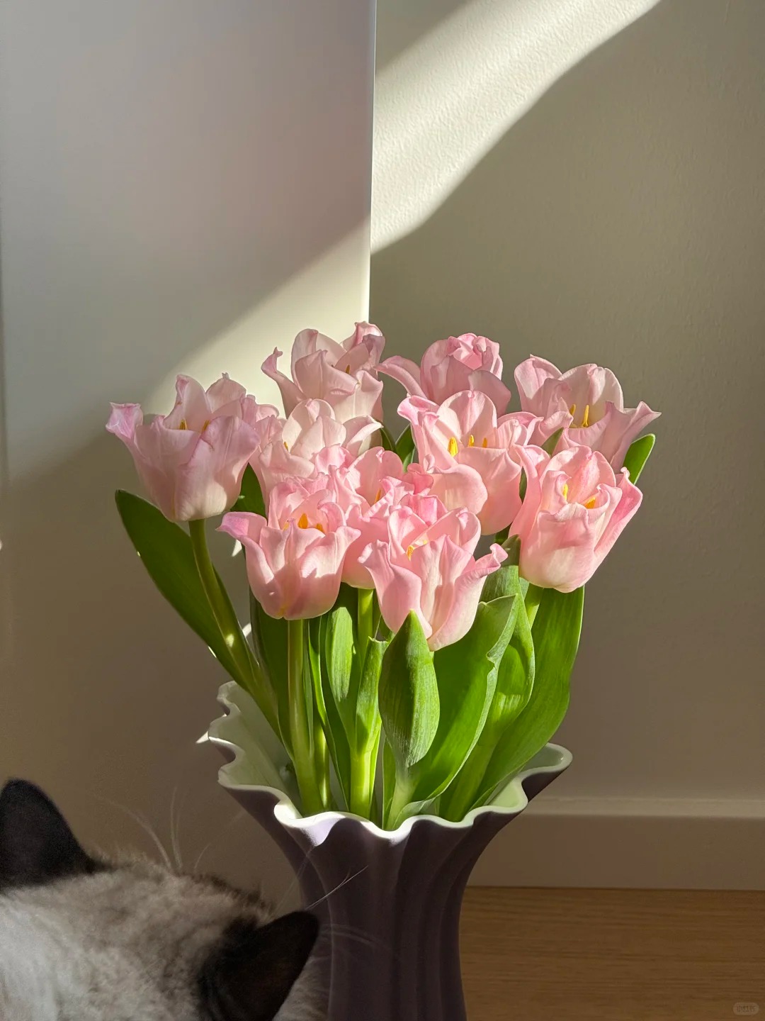 Đừng chỉ cắm lay ơn hay thược dược, Tết n&agrave;y thử ngay lo&agrave;i hoa "đổi m&agrave;u" diệu kỳ: Ban đầu trắng muốt, c&agrave;ng ngắm c&agrave;ng ra tiền!- Ảnh 12.