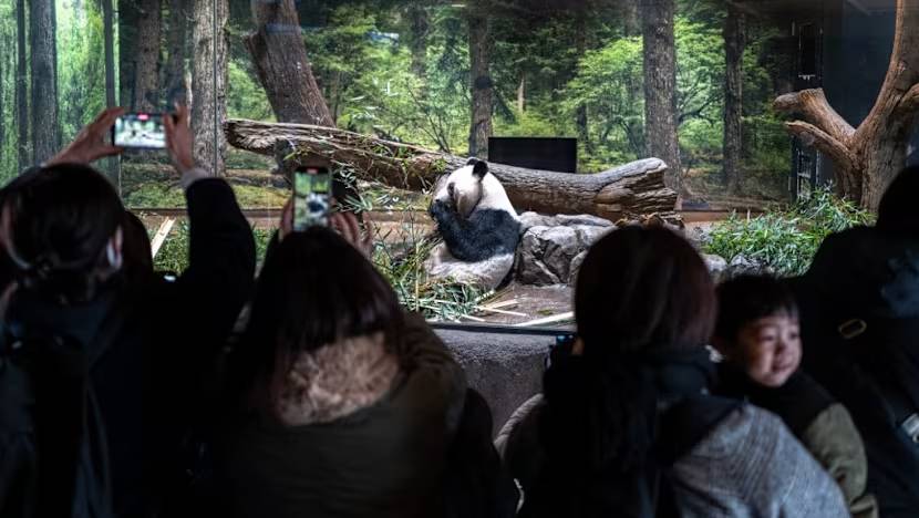 H&agrave;ng d&agrave;i người d&acirc;n Nhật Bản x&uacute;c động xếp h&agrave;ng chia tay cặp gấu tr&uacute;c sinh đ&ocirc;i quay trở về Trung Quốc, sở th&uacute; c&oacute; thể thiệt hại tới 3.400 tỷ đồng/năm- Ảnh 6.