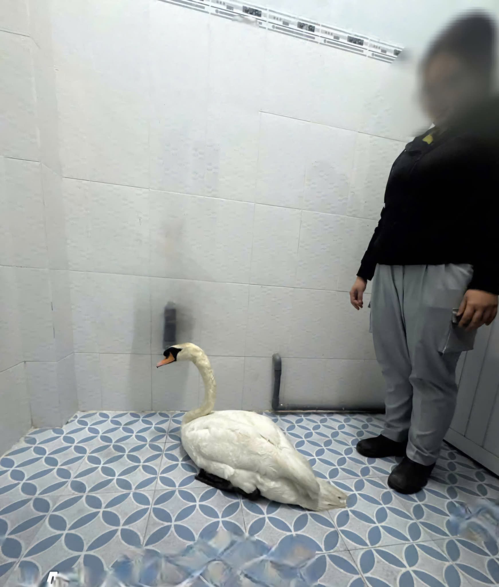 Sau vụ bắt c&oacute;c hy hữu, con thi&ecirc;n nga trắng c&ograve;n lại tại Thảo Cầm Vi&ecirc;n trong t&igrave;nh trạng kh&aacute;c lạ khiến nhiều người lo lắng- Ảnh 6.