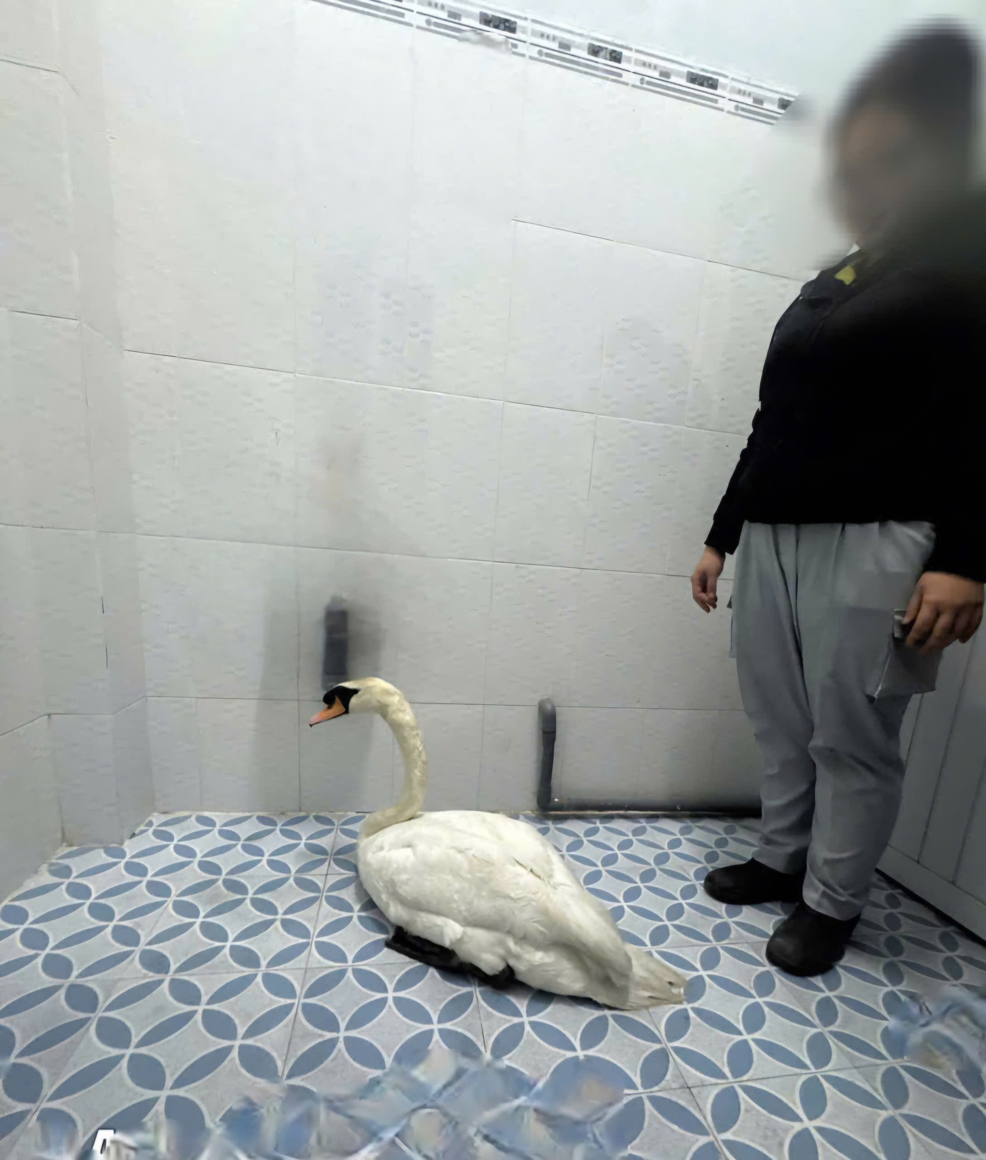 Đối tượng trộm thi&ecirc;n nga trắng ở Thảo Cầm Vi&ecirc;n S&agrave;i G&ograve;n khai g&igrave;?- Ảnh 2.