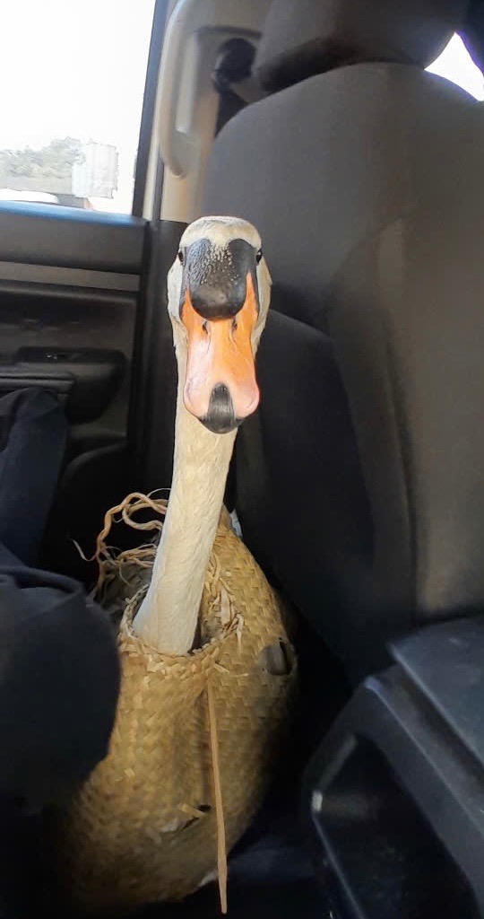 Xuy&ecirc;n đ&ecirc;m giải cứu thi&ecirc;n nga trắng trị gi&aacute; 60 triệu: Bị cuộn đầu, nh&eacute;t trong ba l&ocirc;, dẫn đến stress nặng- Ảnh 2.