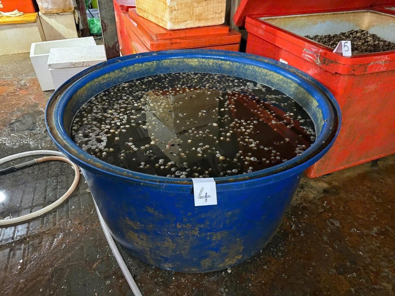 R&ugrave;ng m&igrave;nh cận cảnh &ldquo;l&ograve;&rdquo; ng&acirc;m 3.000 tấn thịt ốc bươu bằng 500 tấn h&oacute;a chất sản xuất xi măng ở TP.HCM- Ảnh 3.