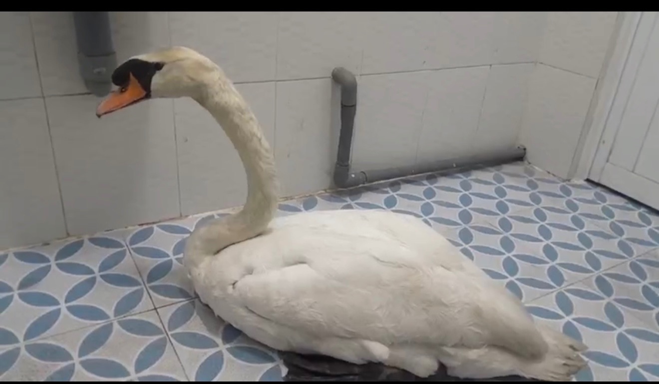 To&agrave;n cảnh qu&aacute; tr&igrave;nh giải cứu thi&ecirc;n nga trắng 60 triệu bị nh&eacute;t v&agrave;o balo, &ldquo;bắt c&oacute;c&rdquo; khỏi Thảo Cầm Vi&ecirc;n- Ảnh 5.