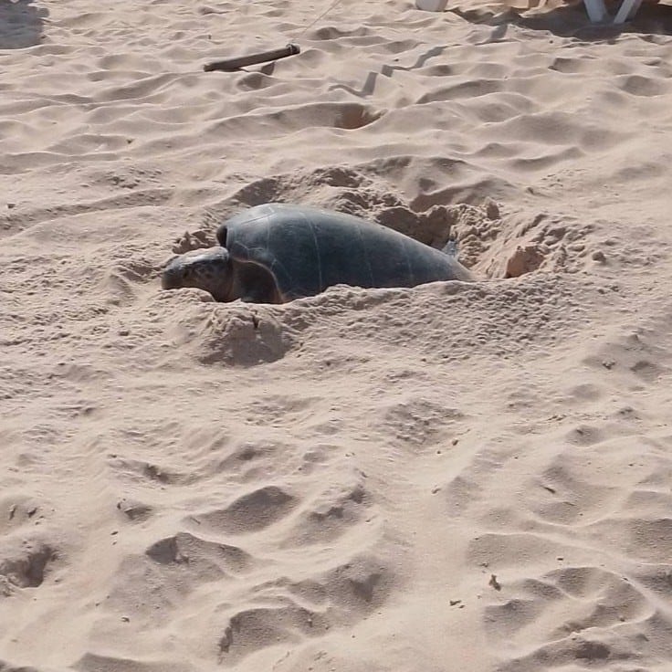 Cả b&atilde;i biển sững lại khi sinh vật đẻ một l&egrave;o 125 quả trứng, du kh&aacute;ch v&acirc;y quanh xem kh&ocirc;ng rời mắt- Ảnh 1.