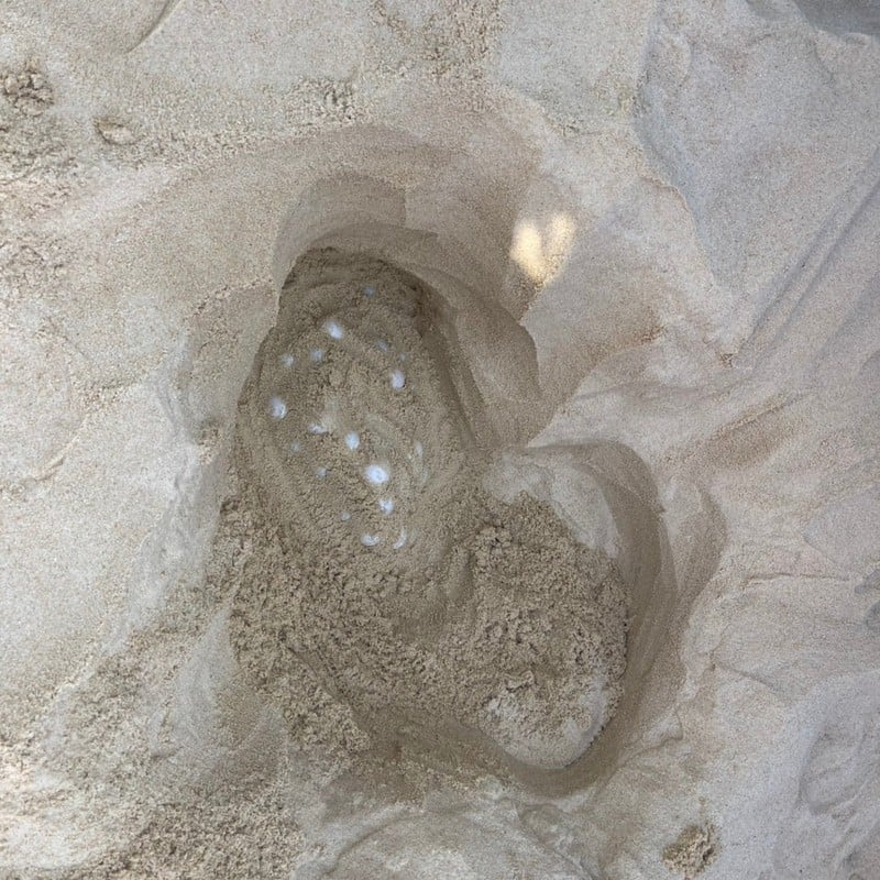 Cả b&atilde;i biển sững lại khi sinh vật đẻ một l&egrave;o 125 quả trứng, du kh&aacute;ch v&acirc;y quanh xem kh&ocirc;ng rời mắt- Ảnh 2.