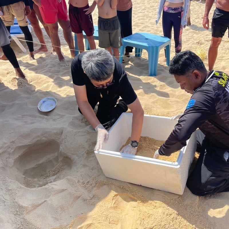 Cả b&atilde;i biển sững lại khi sinh vật đẻ một l&egrave;o 125 quả trứng, du kh&aacute;ch v&acirc;y quanh xem kh&ocirc;ng rời mắt- Ảnh 3.