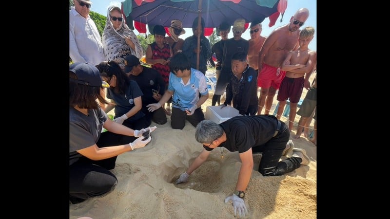 Cả b&atilde;i biển sững lại khi sinh vật đẻ một l&egrave;o 125 quả trứng, du kh&aacute;ch v&acirc;y quanh xem kh&ocirc;ng rời mắt- Ảnh 4.