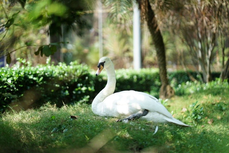 Sau vụ bắt c&oacute;c hy hữu, con thi&ecirc;n nga trắng c&ograve;n lại tại Thảo Cầm Vi&ecirc;n trong t&igrave;nh trạng kh&aacute;c lạ khiến nhiều người lo lắng- Ảnh 2.