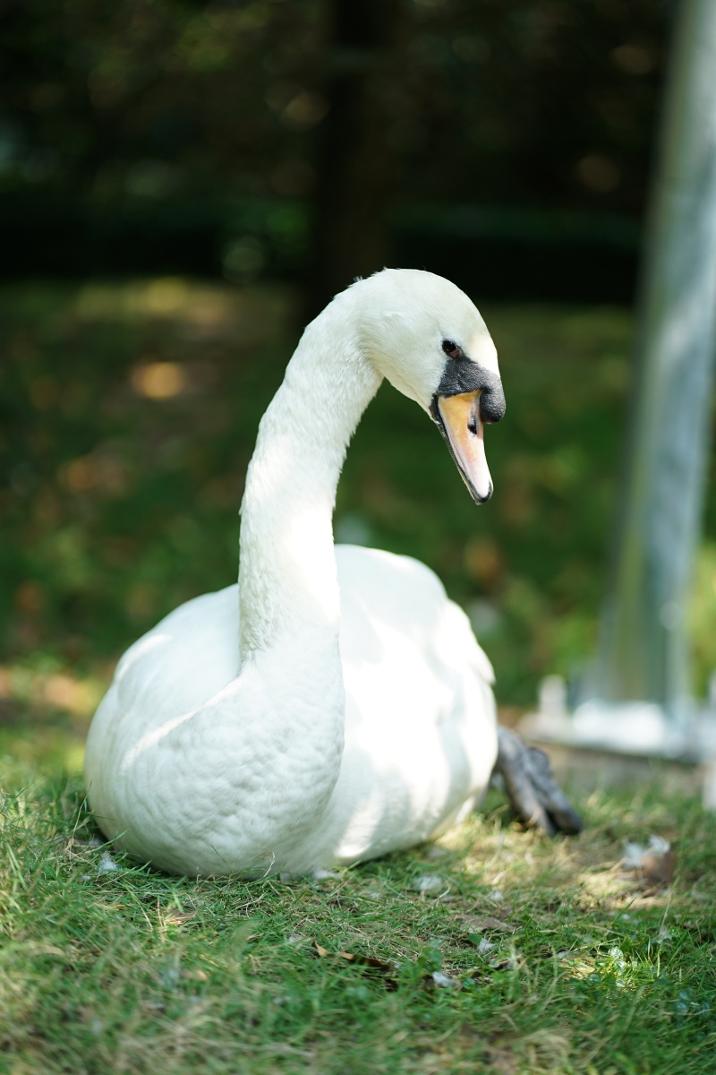 Sau vụ bắt c&oacute;c hy hữu, con thi&ecirc;n nga trắng c&ograve;n lại tại Thảo Cầm Vi&ecirc;n trong t&igrave;nh trạng kh&aacute;c lạ khiến nhiều người lo lắng- Ảnh 3.