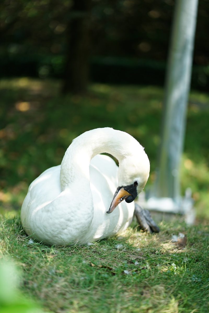 Sau vụ bắt c&oacute;c hy hữu, con thi&ecirc;n nga trắng c&ograve;n lại tại Thảo Cầm Vi&ecirc;n trong t&igrave;nh trạng kh&aacute;c lạ khiến nhiều người lo lắng- Ảnh 4.