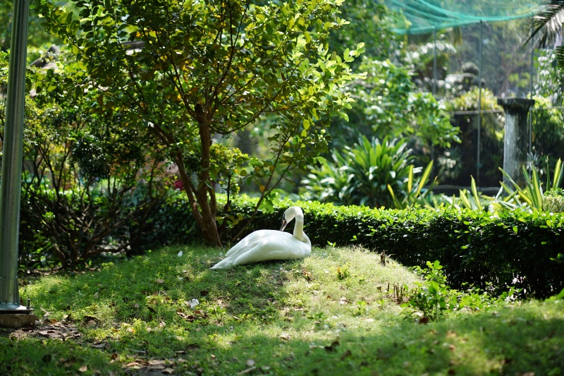 Sau vụ bắt c&oacute;c hy hữu, con thi&ecirc;n nga trắng c&ograve;n lại tại Thảo Cầm Vi&ecirc;n trong t&igrave;nh trạng kh&aacute;c lạ khiến nhiều người lo lắng- Ảnh 1.