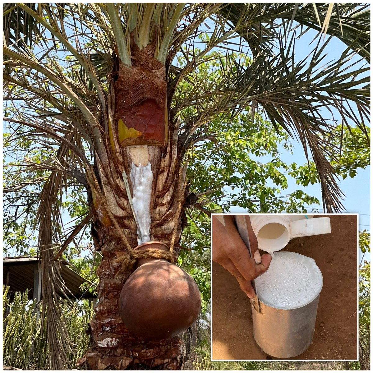 Một thức uống phổ biến trong đ&aacute;m cưới bị nghi l&agrave; nguồn l&acirc;y virus Nipah trong ca nhiễm đầu ti&ecirc;n tại Ấn Độ- Ảnh 1.