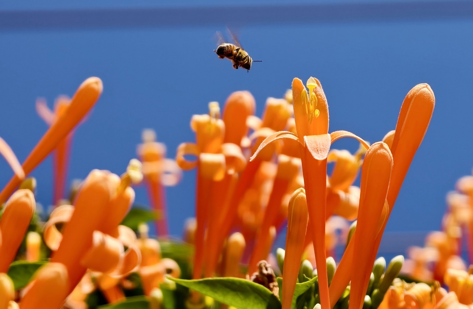 Căn nh&agrave; đang "nổi như cồn" ở L&acirc;m Đồng- Ảnh 8.