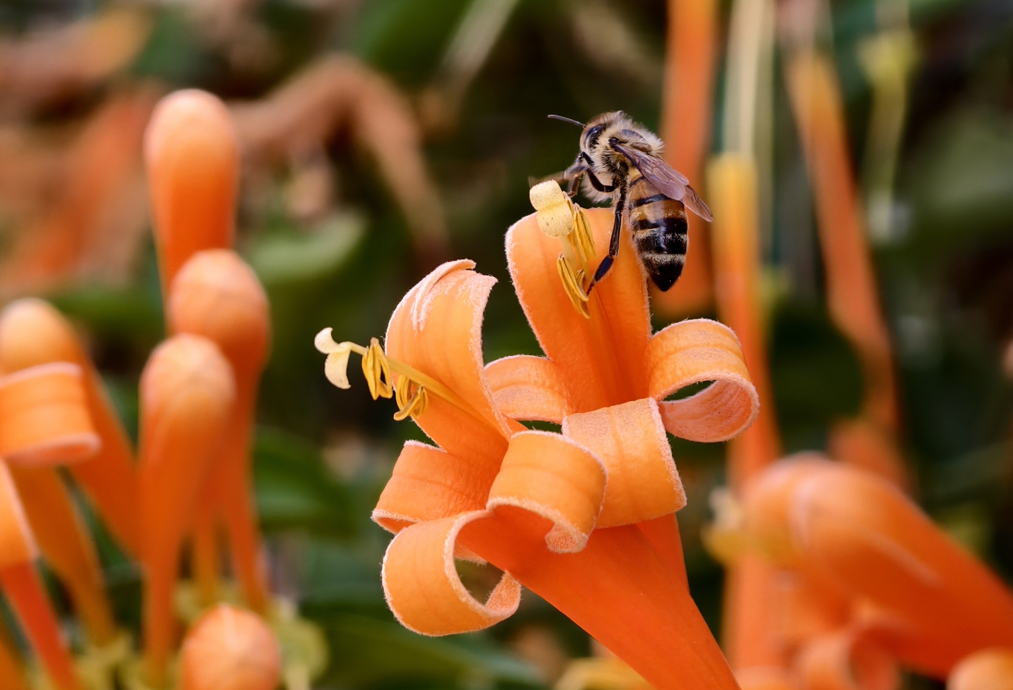 Căn nh&agrave; đang "nổi như cồn" ở L&acirc;m Đồng- Ảnh 13.