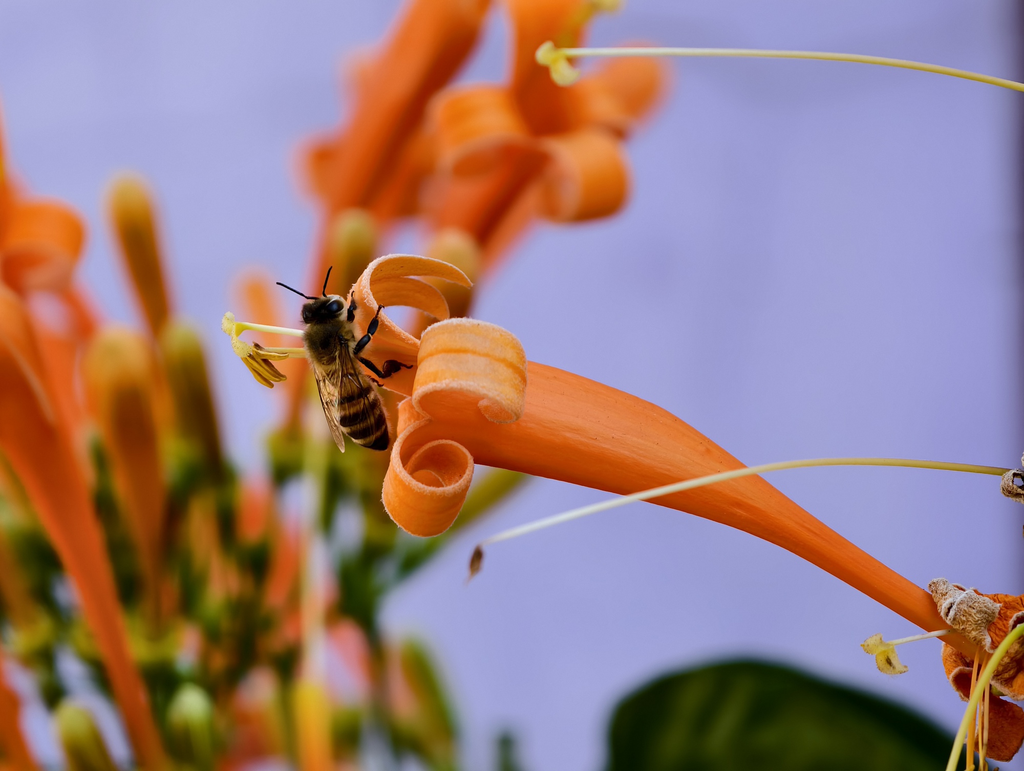 Căn nh&agrave; đang "nổi như cồn" ở L&acirc;m Đồng- Ảnh 14.