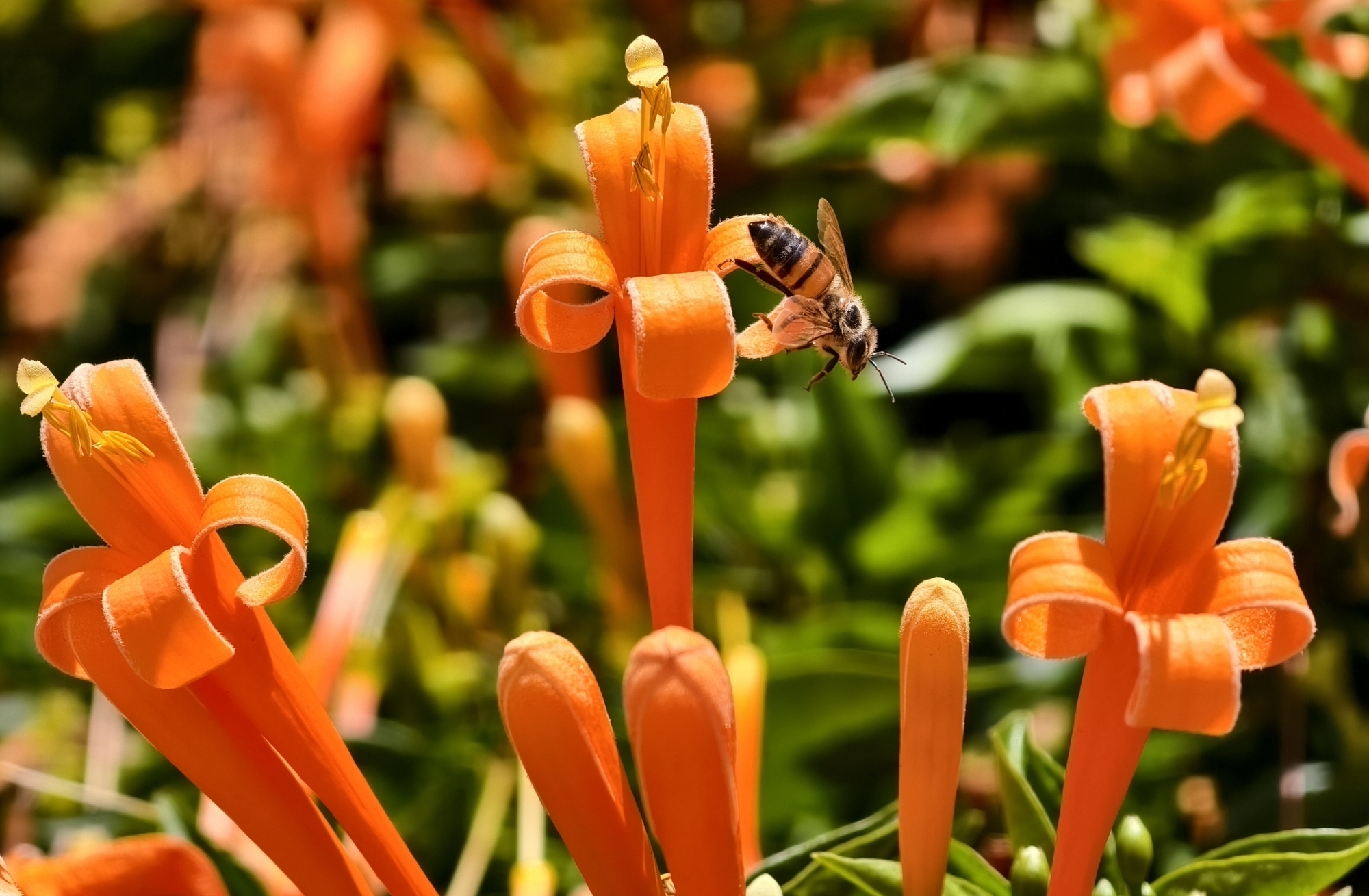 Căn nh&agrave; đang "nổi như cồn" ở L&acirc;m Đồng- Ảnh 11.