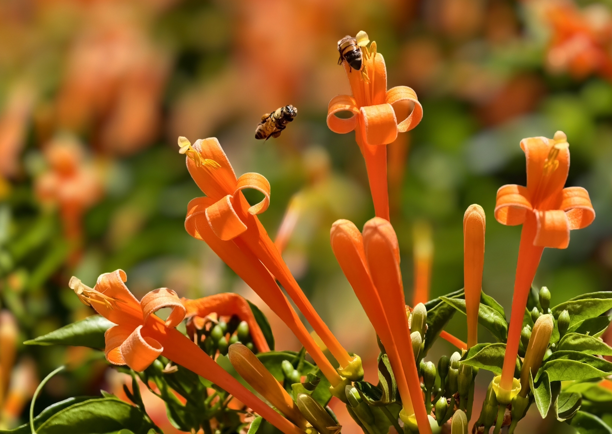 Căn nh&agrave; đang "nổi như cồn" ở L&acirc;m Đồng- Ảnh 10.