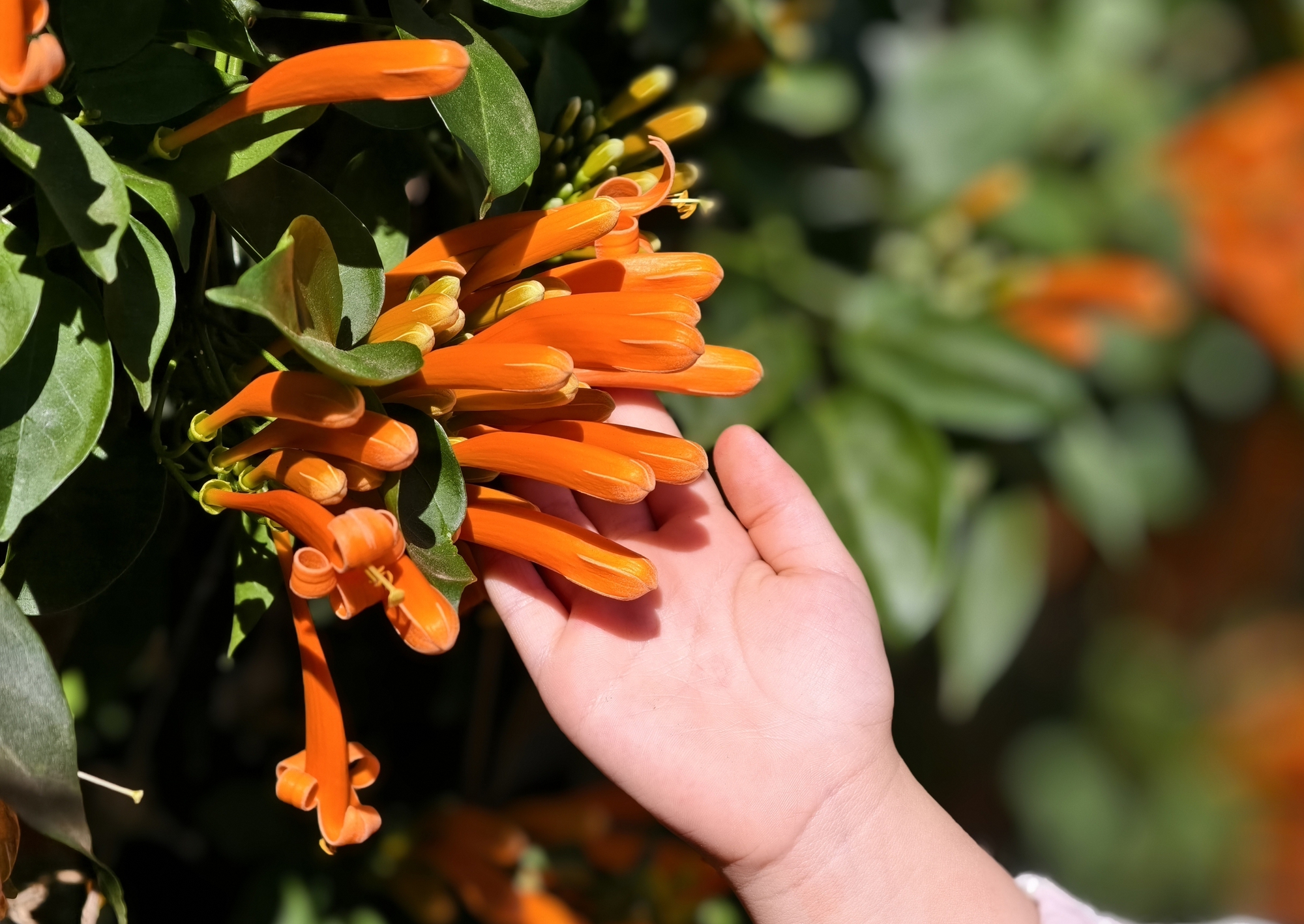 Căn nh&agrave; đang "nổi như cồn" ở L&acirc;m Đồng- Ảnh 7.