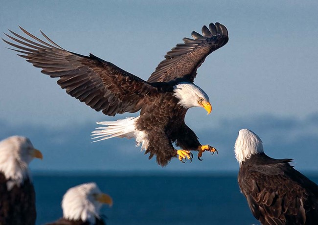 C&acirc;u đố l&agrave;m kh&oacute; 99,99% người: Chim g&igrave; kh&ocirc;ng bao giờ biết từ chối?- Ảnh 2.