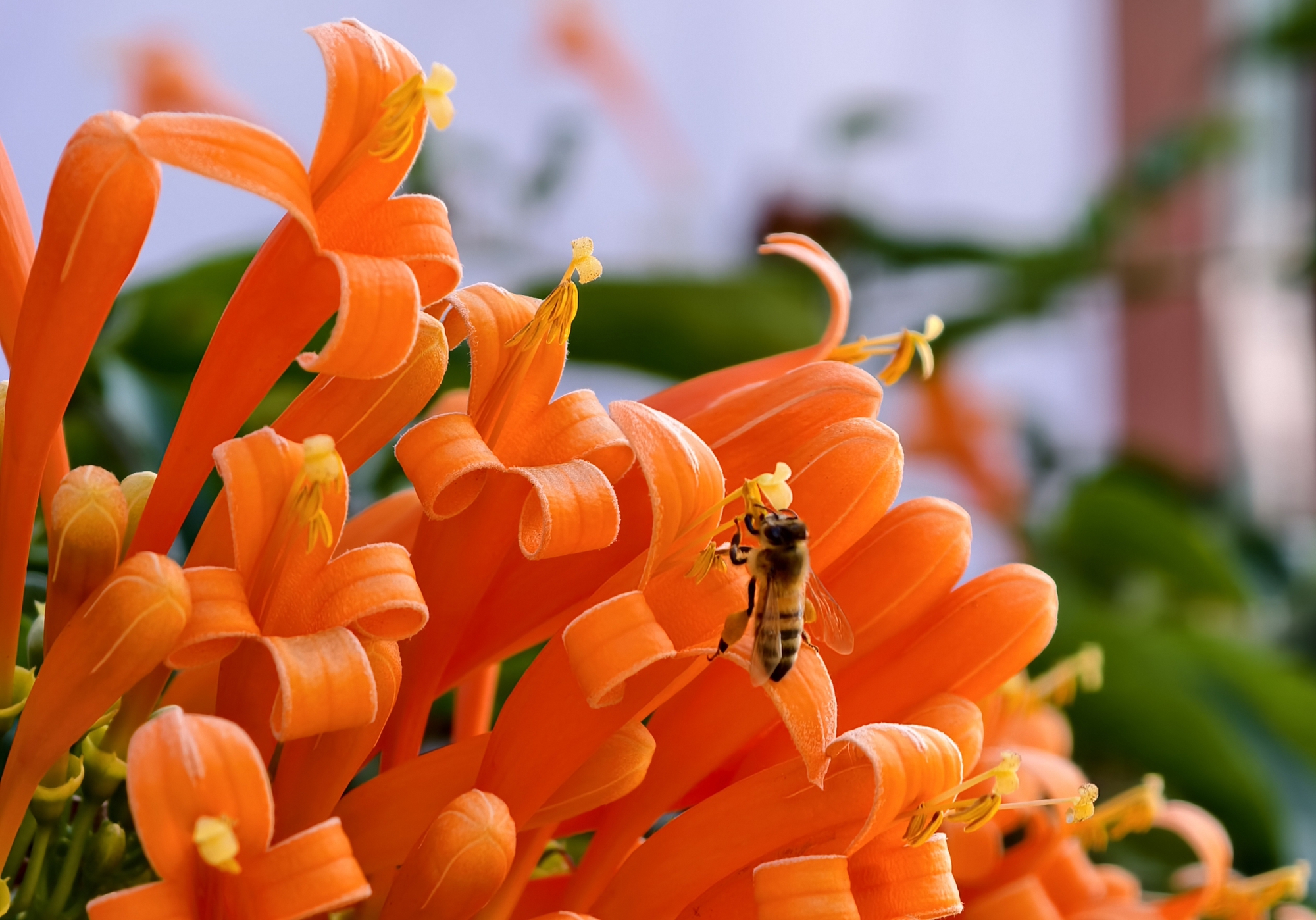 Căn nh&agrave; đang "nổi như cồn" ở L&acirc;m Đồng- Ảnh 12.