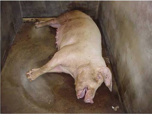 Kh&ocirc;ng chỉ l&acirc;y từ dơi, virus Nipah c&oacute; thể truyền qua cả lợn v&agrave; thịt lợn: Cảnh b&aacute;o nguy cơ từ nguồn thực phẩm k&eacute;m an to&agrave;n- Ảnh 1.