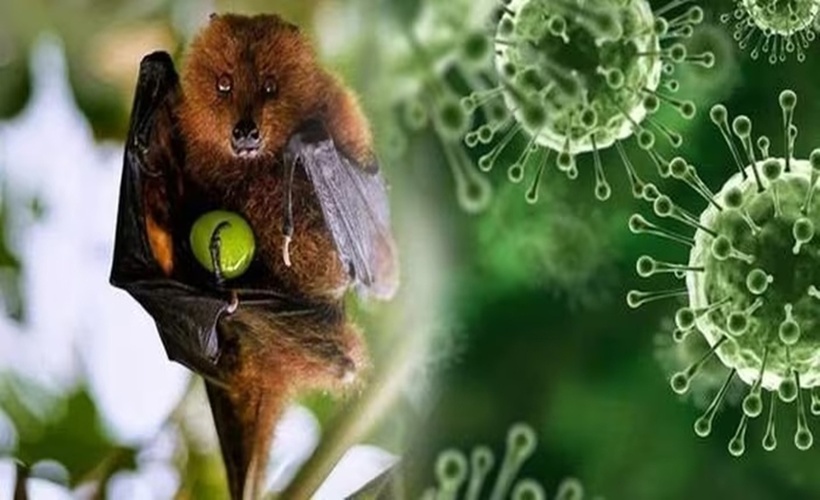 Virus Nipah quay trở lại Ấn Độ: Giới chuyên gia nói gì về nguy cơ xâm nhập Việt Nam?- Ảnh 3. Virus Nipah quay trở lại Ấn Độ: Giới chuyên gia nói gì về nguy cơ xâm nhập Việt Nam?- Ảnh 3.
