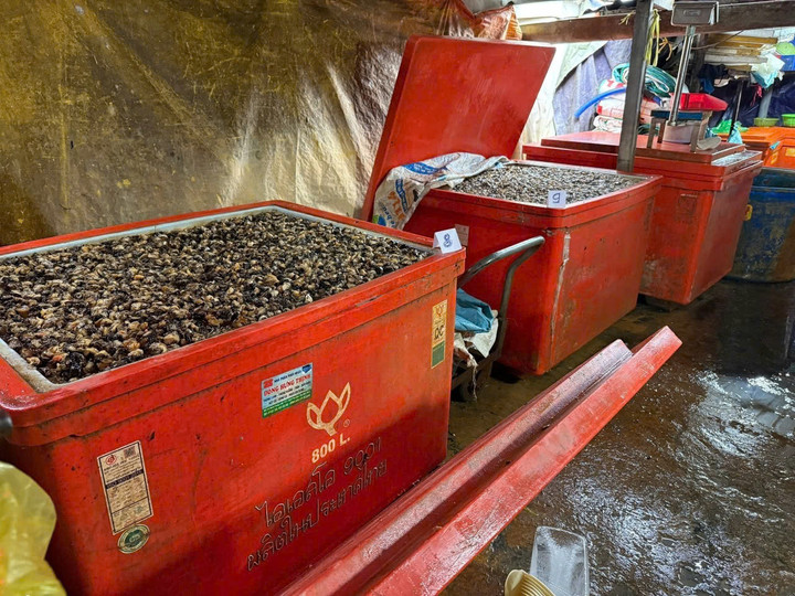 R&ugrave;ng m&igrave;nh lời khai của chủ vựa ng&acirc;m 3.000 tấn thịt ốc bằng h&oacute;a chất c&ocirc;ng nghiệp- Ảnh 5.