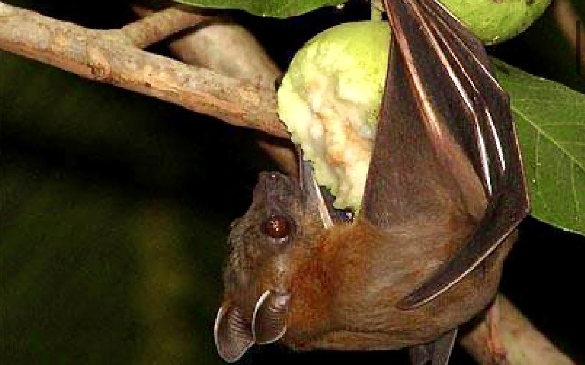 Bộ Y tế cảnh b&aacute;o: Kh&ocirc;ng ăn tr&aacute;i c&acirc;y bị dơi, chim cắn ph&ograve;ng virus Nipah