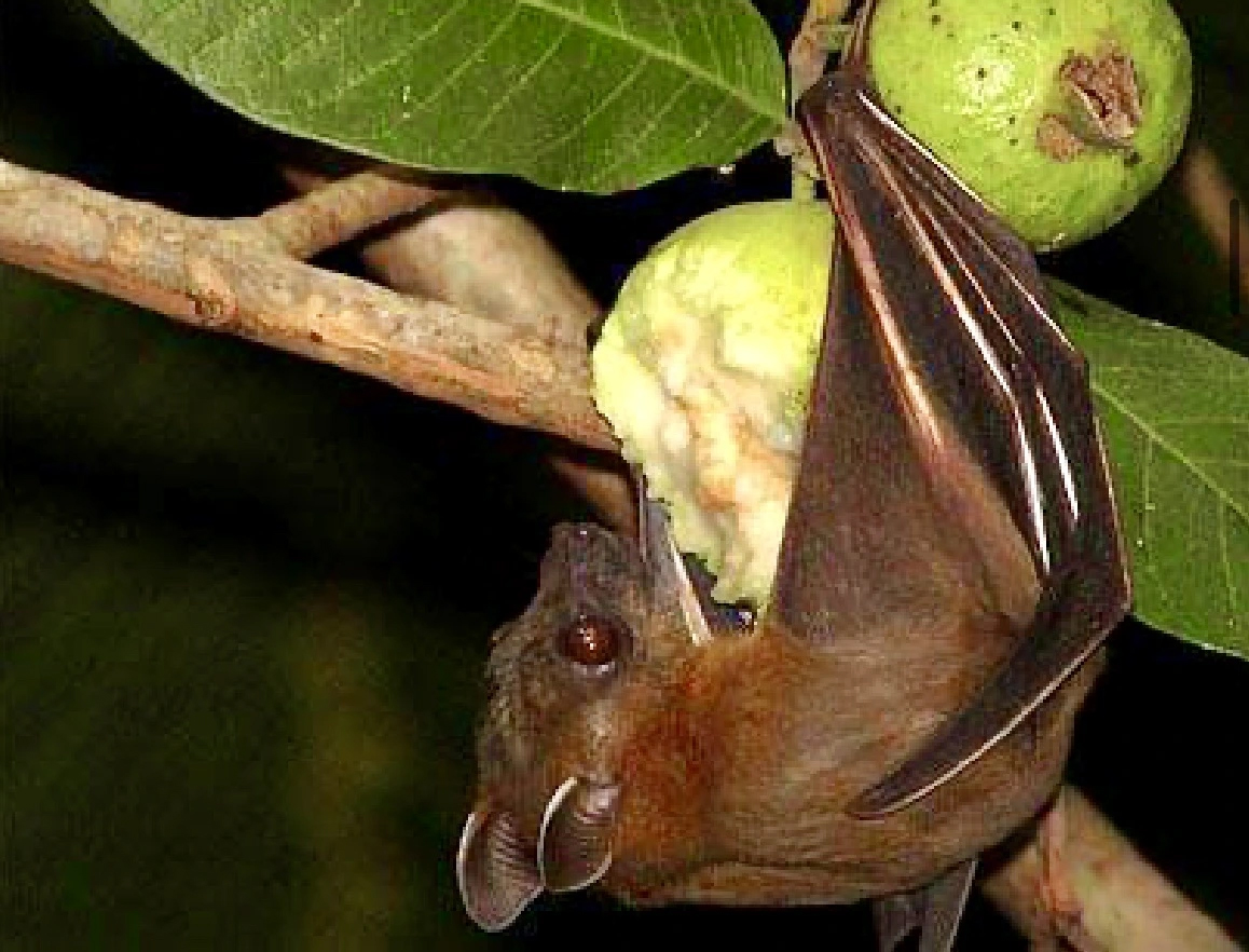 Bộ Y tế cảnh b&aacute;o: Kh&ocirc;ng ăn tr&aacute;i c&acirc;y bị dơi, chim cắn ph&ograve;ng virus Nipah- Ảnh 2.