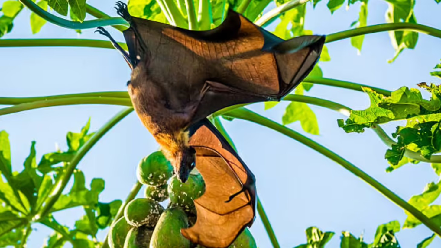 Chuy&ecirc;n gia cảnh b&aacute;o: Lo&agrave;i rơi mang virus Nipah th&iacute;ch ăn một loại quả quen thuộc, ng&agrave;y Tết ở Việt Nam b&aacute;n cực nhiều- Ảnh 1.