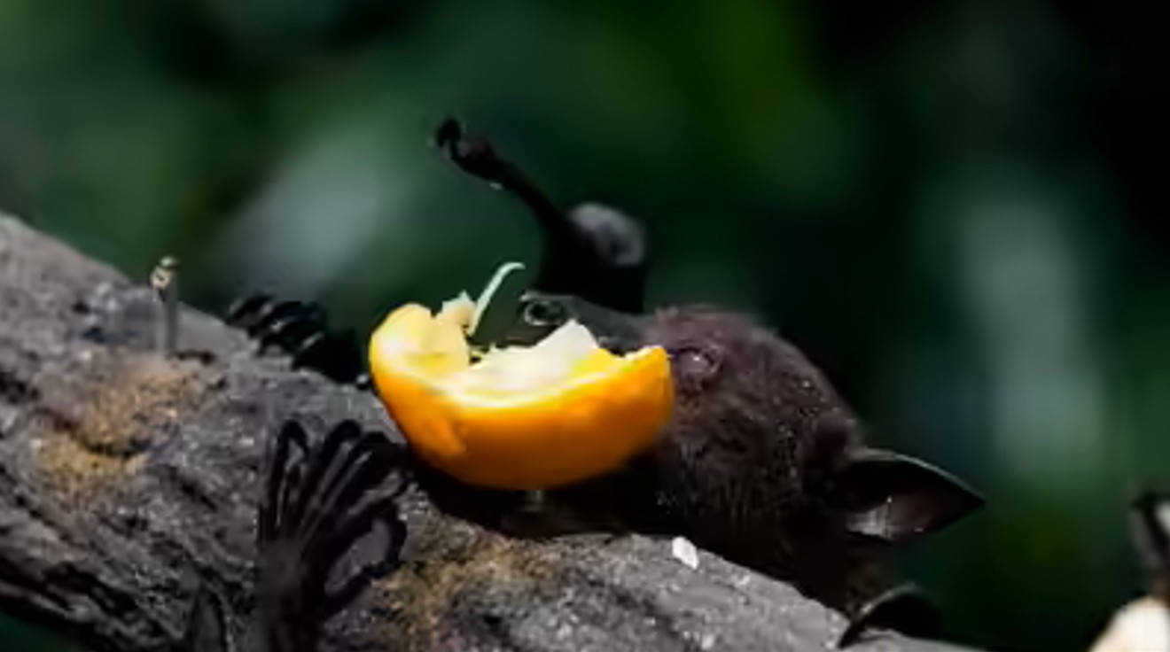 Chuy&ecirc;n gia cảnh b&aacute;o: Lo&agrave;i dơi mang virus Nipah th&iacute;ch ăn một loại quả quen thuộc, ng&agrave;y Tết ở Việt Nam b&aacute;n cực nhiều- Ảnh 3.