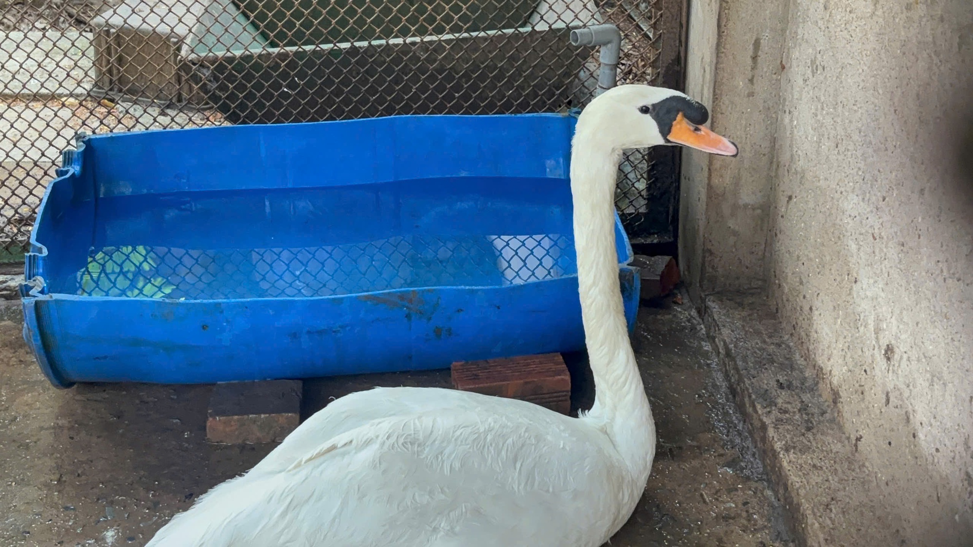 Thi&ecirc;n nga trắng bị trộm nh&eacute;t v&agrave;o ba l&ocirc; mang khỏi Thảo Cầm Vi&ecirc;n S&agrave;i G&ograve;n- Ảnh 1.