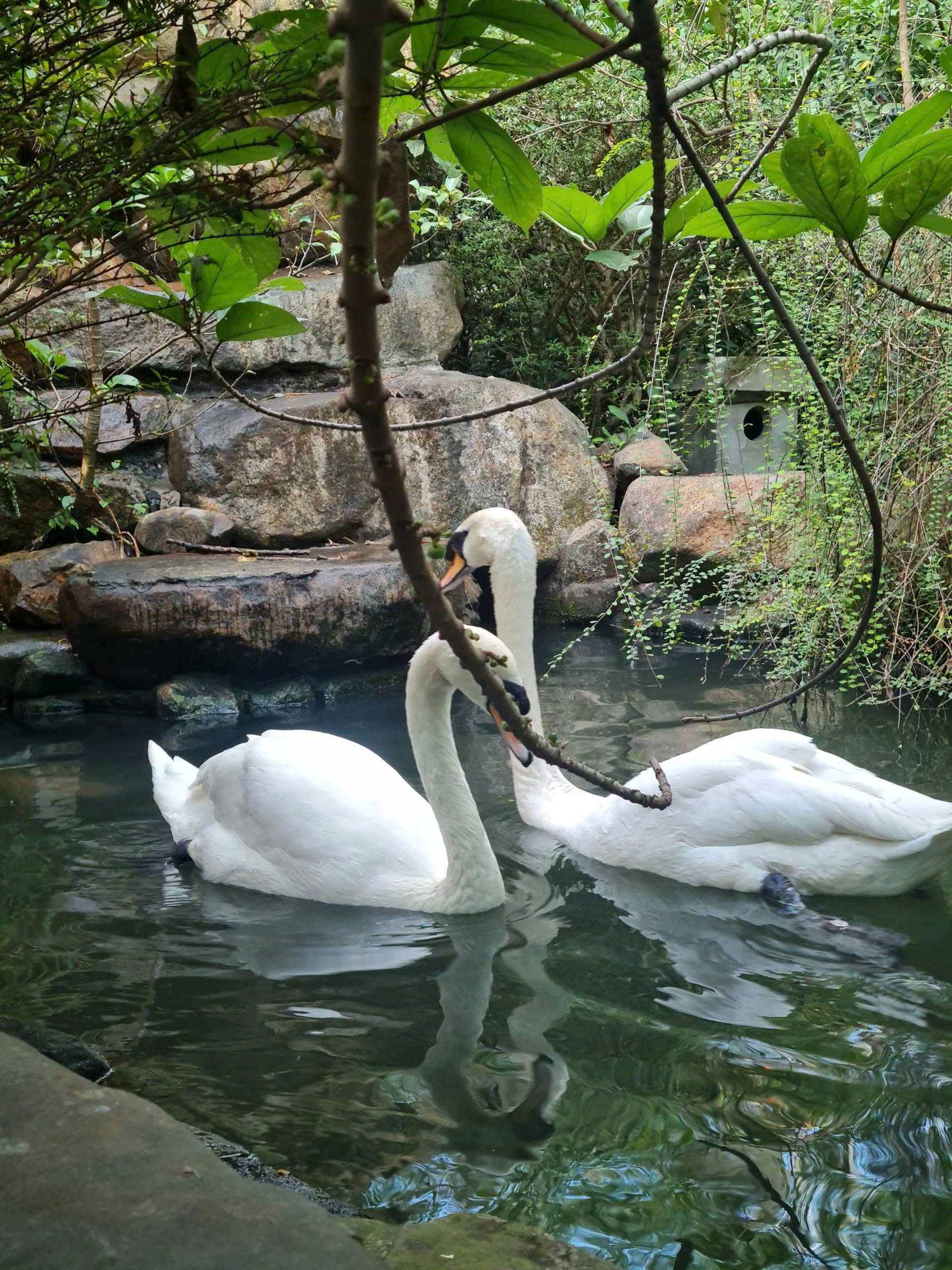 Thi&ecirc;n nga trắng bị trộm nh&eacute;t v&agrave;o ba l&ocirc; mang khỏi Thảo Cầm Vi&ecirc;n S&agrave;i G&ograve;n- Ảnh 2.