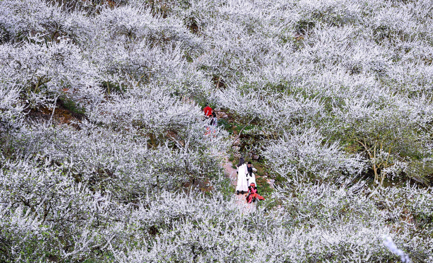 Đắm ch&igrave;m trong sắc trắng mi&ecirc;n man ở cao nguy&ecirc;n Mộc Ch&acirc;u- Ảnh 2.