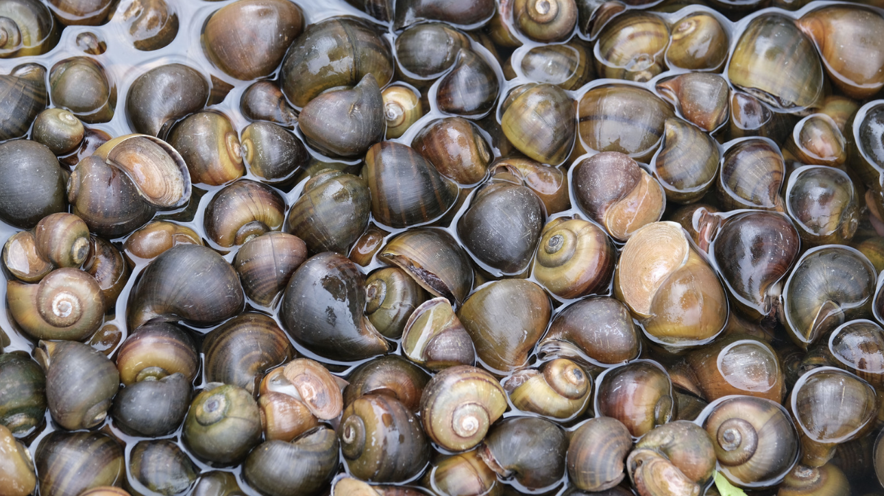 Ốc bươu ng&acirc;m &ldquo;thủy tinh lỏng&rdquo;, b&aacute;c sĩ cảnh b&aacute;o n&oacute;ng- Ảnh 1.