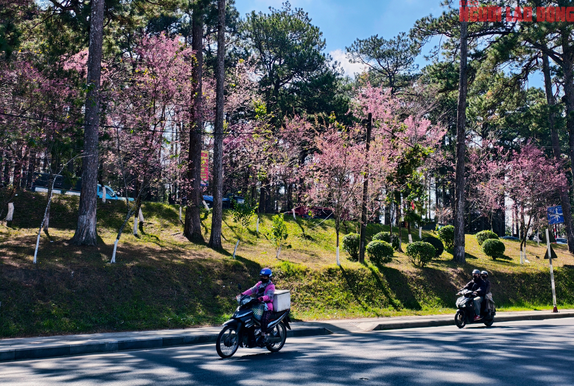 Du kh&aacute;ch đổ về những cung đường mai anh đ&agrave;o đẹp nhất Đ&agrave; Lạt- Ảnh 2.