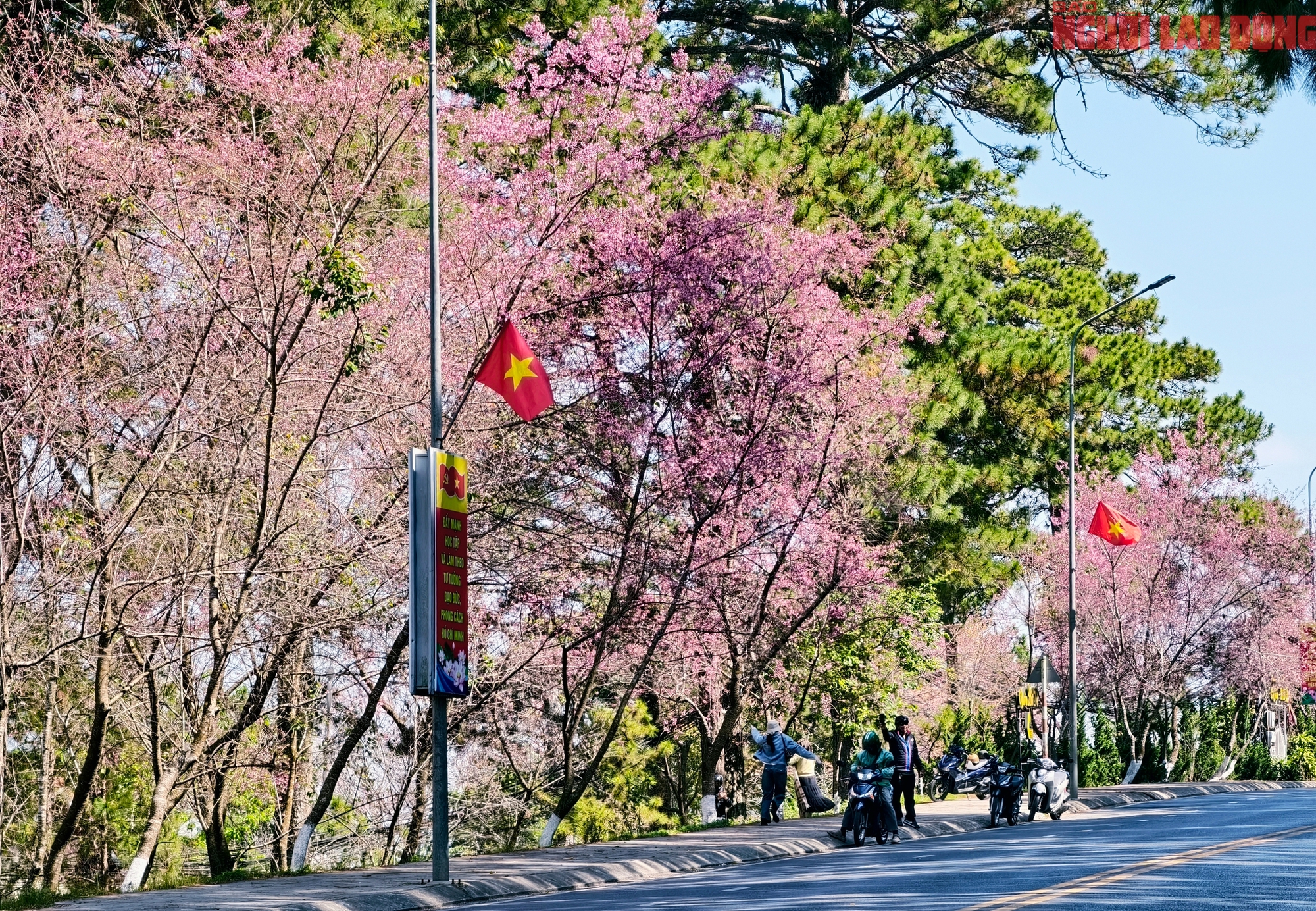 Du kh&aacute;ch đổ về những cung đường mai anh đ&agrave;o đẹp nhất Đ&agrave; Lạt- Ảnh 3.